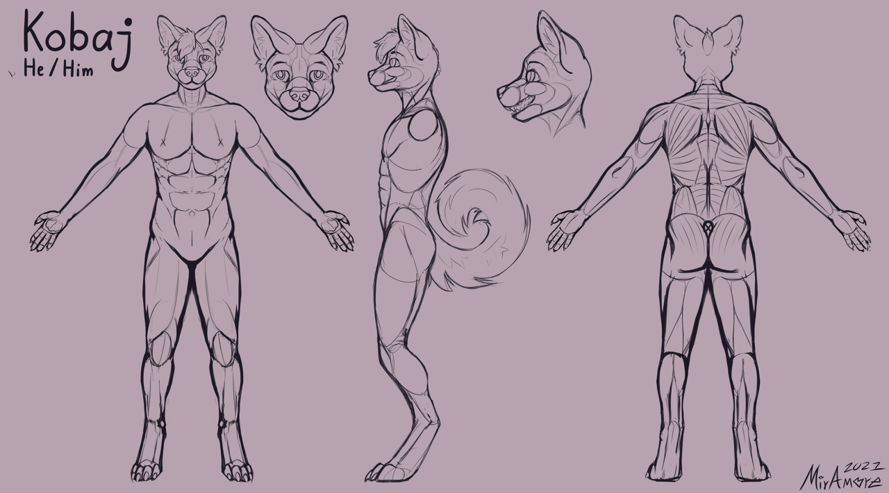 Kobaj reference that shows his muscle structure.