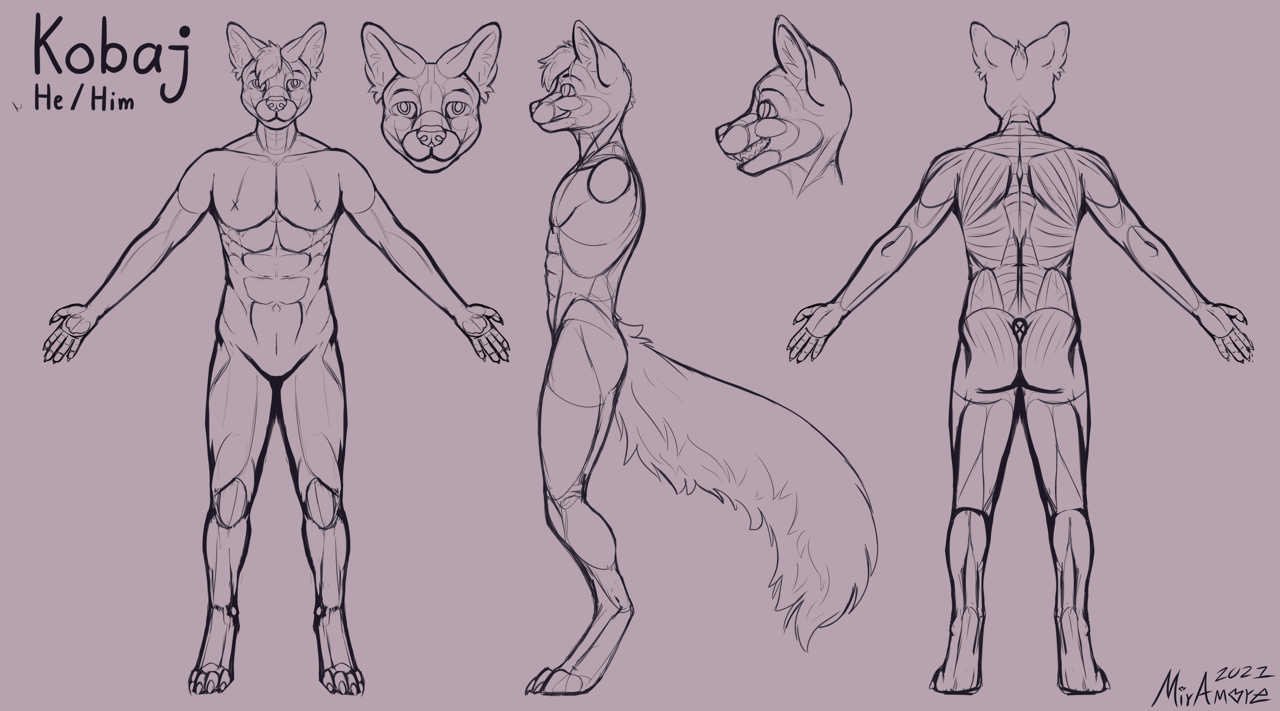 Kobaj reference that shows his muscle structure.